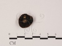 登錄號:F0005164藏品圖，第3張