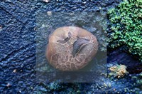 登錄號:F0005164藏品圖，第4張