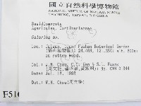 盔孢傘屬藏品圖，第2張