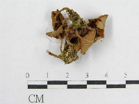 盔孢傘屬藏品圖，第3張