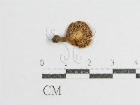 登錄號:F0005166藏品圖，第1張