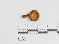 登錄號:F0005166藏品圖，第3張