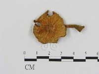 登錄號:F0005167藏品圖，第1張