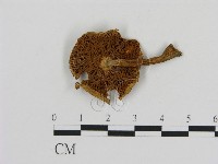 登錄號:F0005167藏品圖，第3張