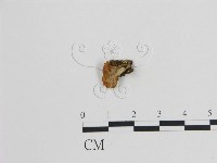 登錄號:F0005168藏品圖，第1張