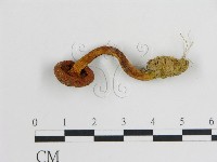 登錄號:F0005169藏品圖，第1張