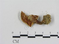 登錄號:F0005170藏品圖，第3張