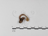 登錄號:F0005172藏品圖，第1張