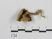 登錄號:F0005173藏品圖，第3張