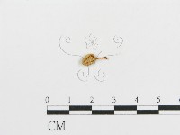 登錄號:F0005174藏品圖，第4張