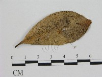 小皮傘屬藏品圖，第1張