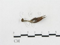 登錄號:F0005176藏品圖，第1張