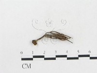 登錄號:F0005176藏品圖，第3張