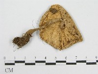 登錄號:F0005177藏品圖，第1張