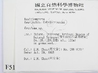 粉褶菌屬藏品圖，第2張