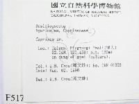 鬼傘屬藏品圖，第2張