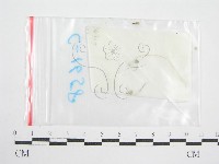 鬼傘屬藏品圖，第3張