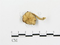 登錄號:F0005180藏品圖，第1張