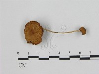 登錄號:F0005181藏品圖，第1張