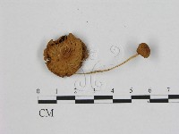 登錄號:F0005181藏品圖，第3張