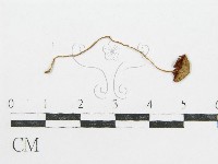 登錄號:F0005182藏品圖，第1張