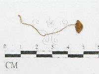 登錄號:F0005182藏品圖，第3張