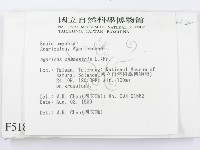 四孢蘑菇藏品圖，第2張