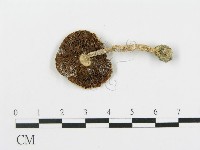 四孢蘑菇藏品圖，第1張