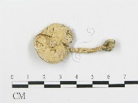 四孢蘑菇藏品圖，第3張