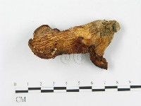 登錄號:F0005184藏品圖，第1張