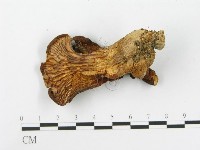 登錄號:F0005184藏品圖，第3張