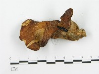 登錄號:F0005184藏品圖，第4張