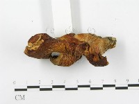 登錄號:F0005184藏品圖，第5張