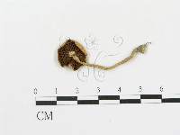 登錄號:F0005185藏品圖，第1張