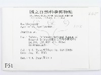 傘菌屬藏品圖，第2張