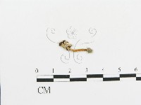 傘菌屬藏品圖，第1張