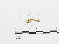 傘菌屬藏品圖，第3張