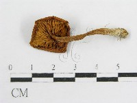 登錄號:F0005187藏品圖，第1張