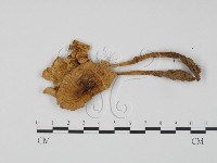 登錄號:F0005188藏品圖，第1張