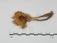 登錄號:F0005188藏品圖，第3張