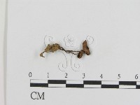 登錄號:F0005189藏品圖，第1張