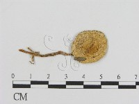 登錄號:F0005190藏品圖，第1張