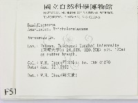 小皮傘屬藏品圖，第2張