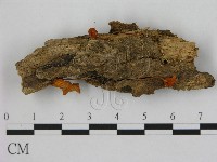 小皮傘屬藏品圖，第1張