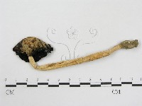 登錄號:F0005194藏品圖，第3張