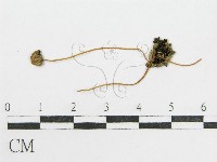 登錄號:F0005195藏品圖，第1張