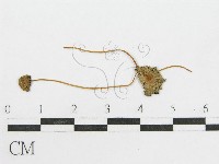 登錄號:F0005195藏品圖，第3張