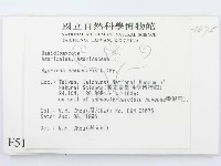 四孢蘑菇藏品圖，第2張
