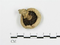 四孢蘑菇藏品圖，第1張