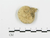 四孢蘑菇藏品圖，第3張